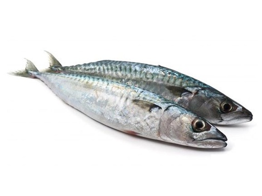 MACKEREL 400-600 IRE BLUE 